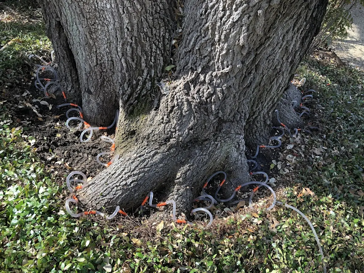 Detailed Shrub and Hedge Trimming job site in Etoile