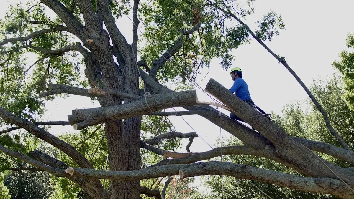 Professional Hazardous Tree Removal performed by certified arborists in Etoile