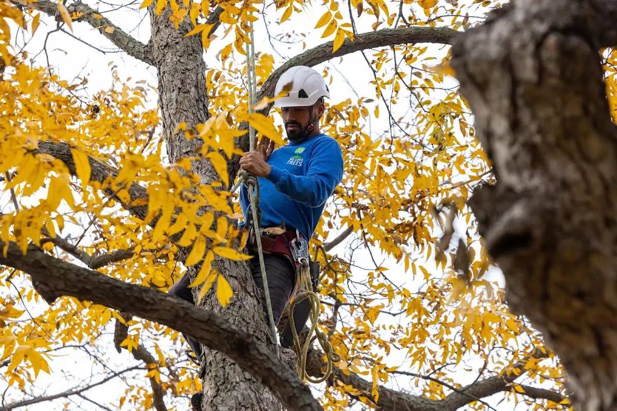 Skilled Tree Planing crew working in Etoile